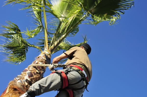 Palm Tree Trimming in Pickerington