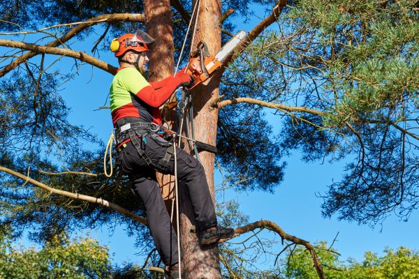 Tree Service in Pickerington