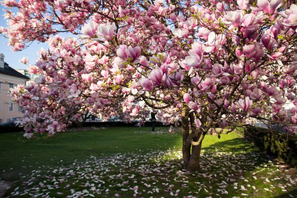 Ornamental Tree Pruning in Pickerington
