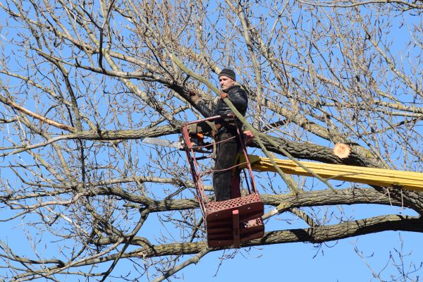 Emergency Tree Trimming in Pickerington