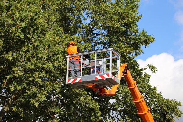 Commercial Tree Service in Pickerington