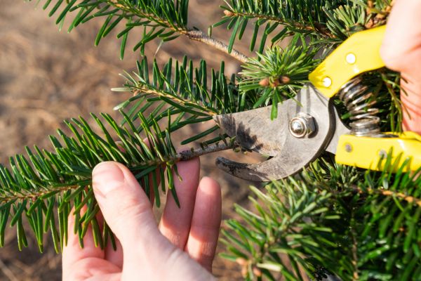 Pine Tree Pruning in Pickerington