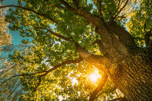 Cost of Oak Tree Pruning in Pickerington
