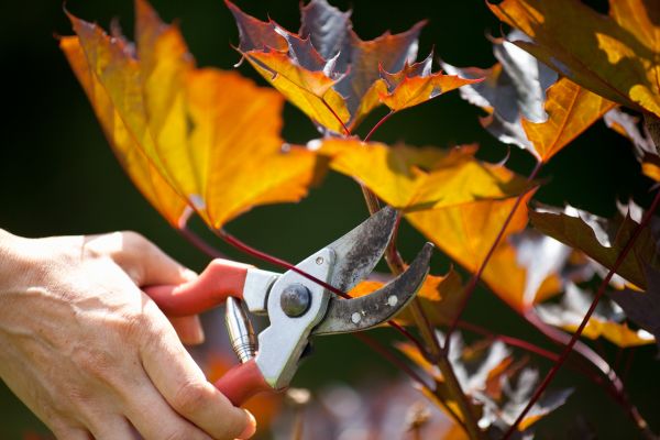 Cost of Maple Tree Pruning in Pickerington