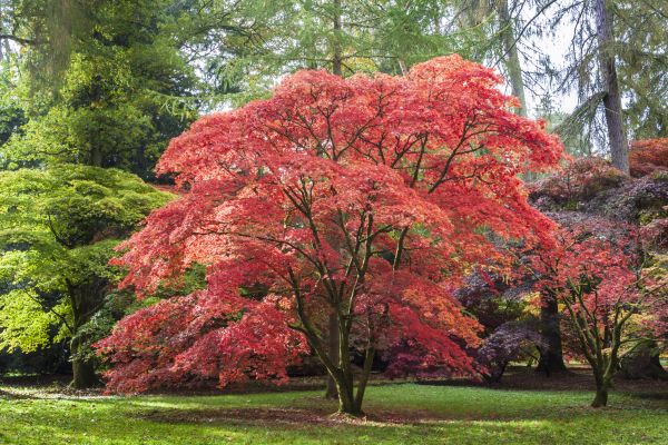 Japanese Maple Pruning in Pickerington