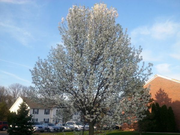Bradford Pear Tree Pruning in Pickerington