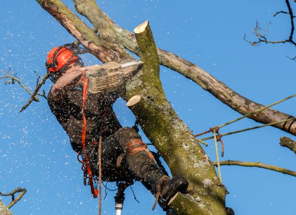 Tree Trimming Service in Pickerington
