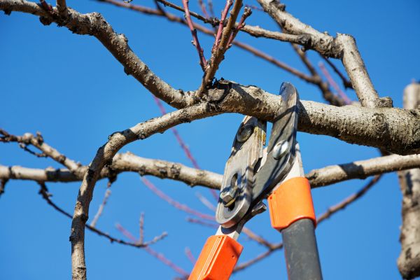 Tree Pruning in Pickerington