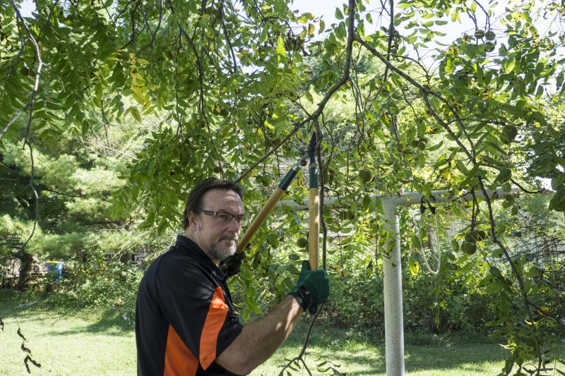 Birch Tree Pruning