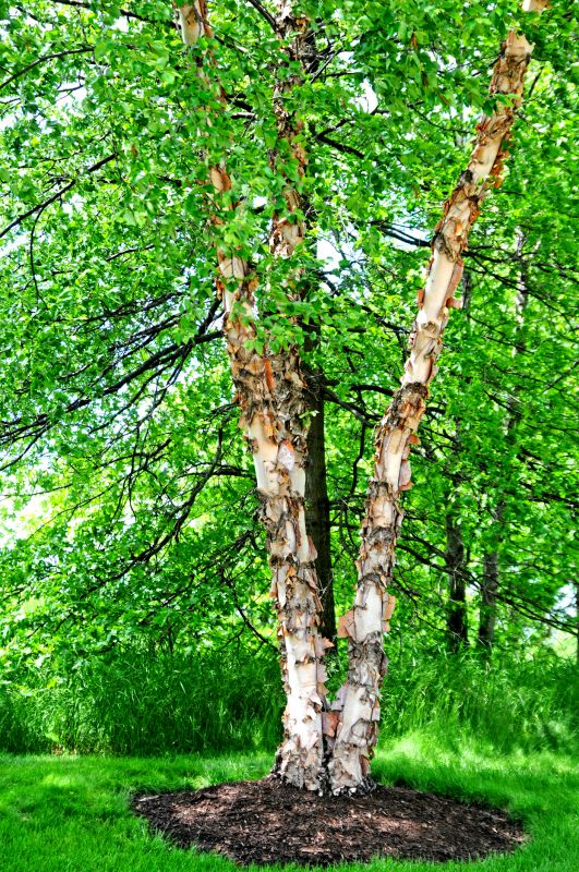 Birch Tree Pruning