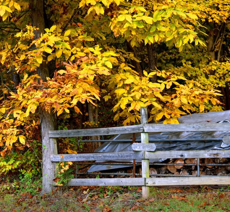 Hickory Tree Pruning