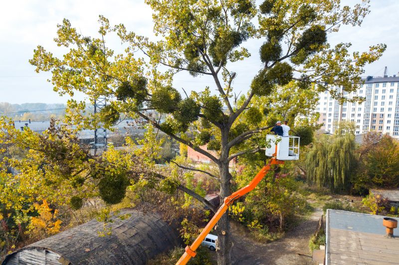 Residential Tree Service